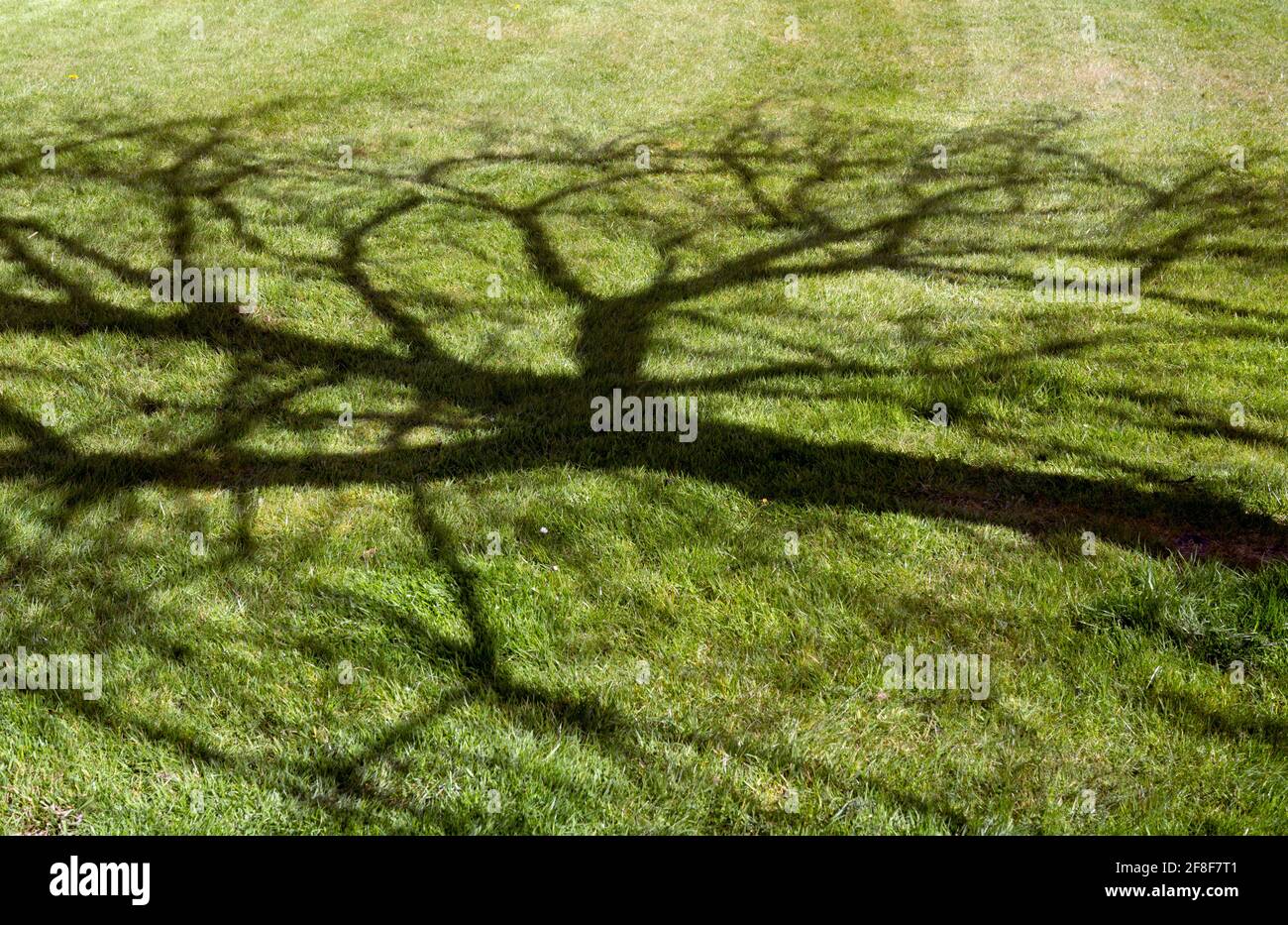 Albero ombra su un prato Foto Stock