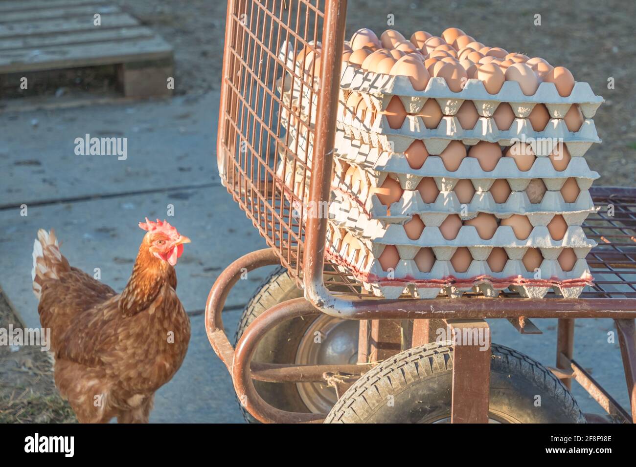 Pollo singolo oltre a una gamma di uova fresche marroni in azienda. Gallina domestica che guarda l'agricoltura rurale carriola. Allevamento ecologico animale. Foto Stock