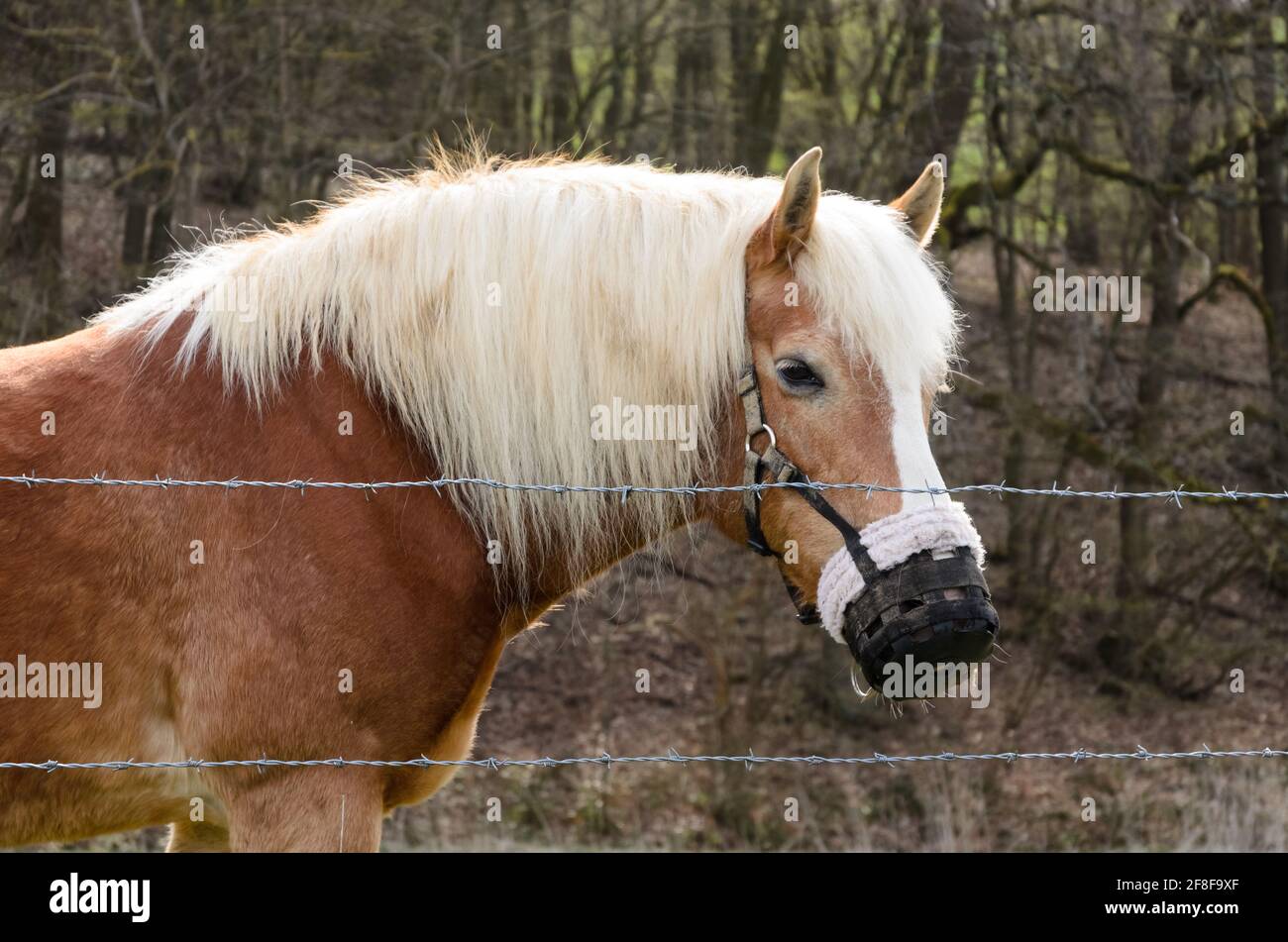 Cavallo aflinger o avelignese (Equus ferus caballus) con pascoli a lenta alimentazione nei pressi di una foresta, Westerwald, Renania-Palatinato, Germania, Europa Foto Stock
