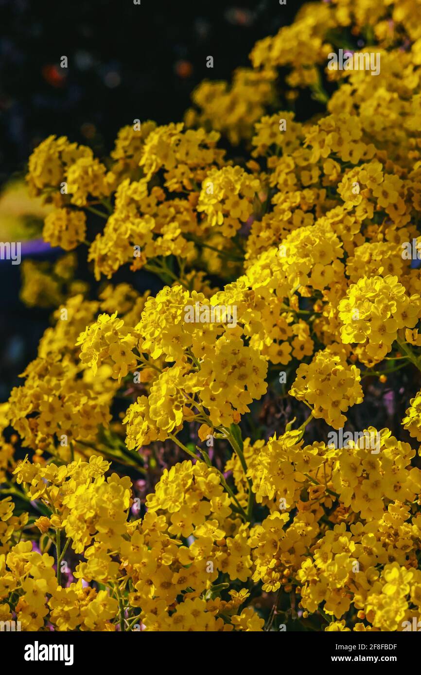 Cesto giallo di fiori d'oro fioriti nel giardino estivo Foto Stock