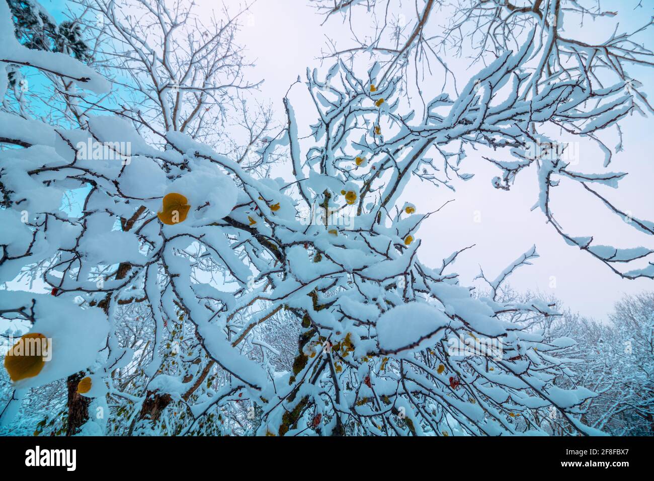 Foglie innevate sui rami Foto Stock