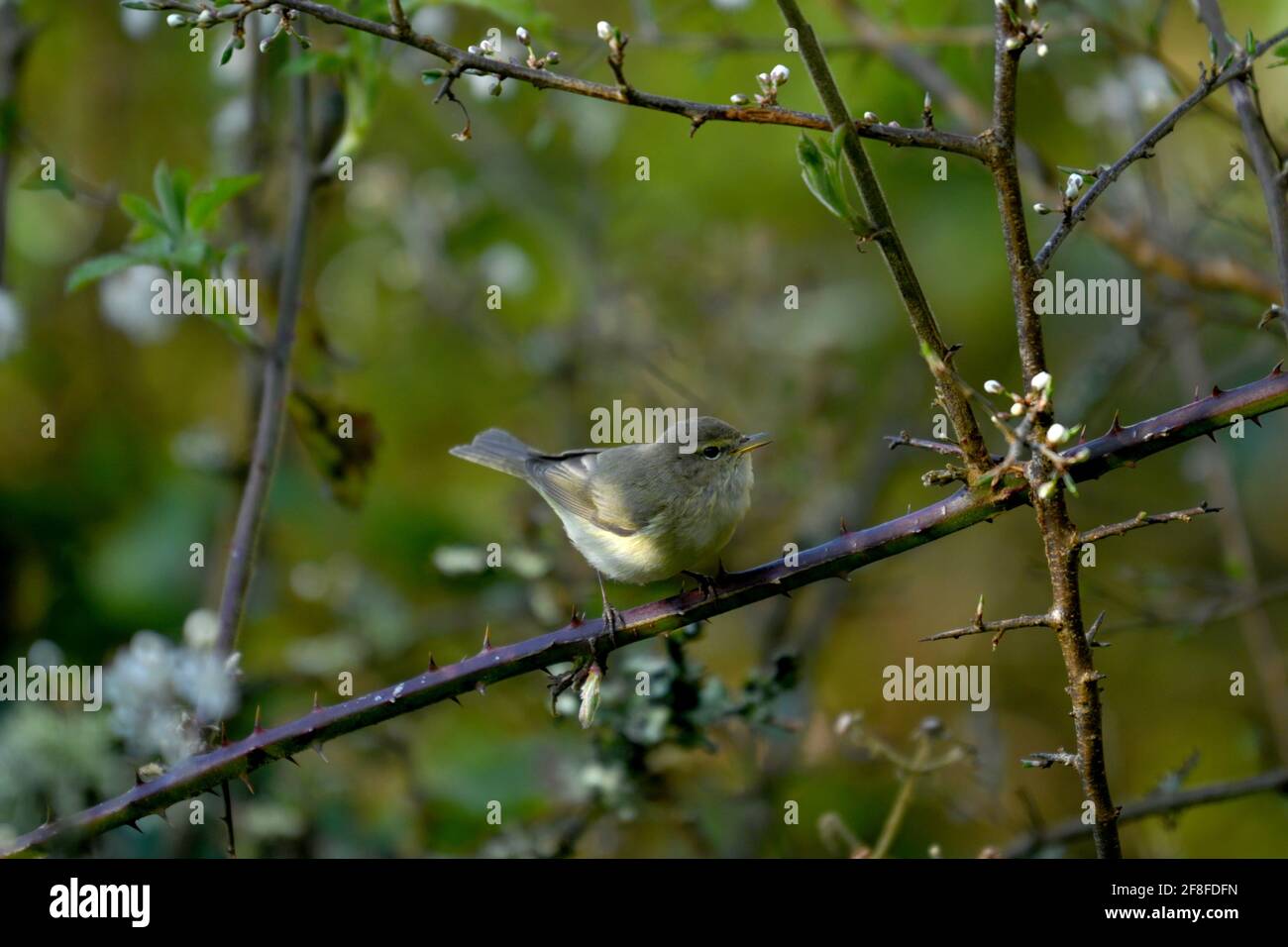 Willow Warbler appollaiato sul ramoscello attrae un compagno e stabilisce il suo territorio con la sua bella canzone suggestiva e distintiva. Foto Stock