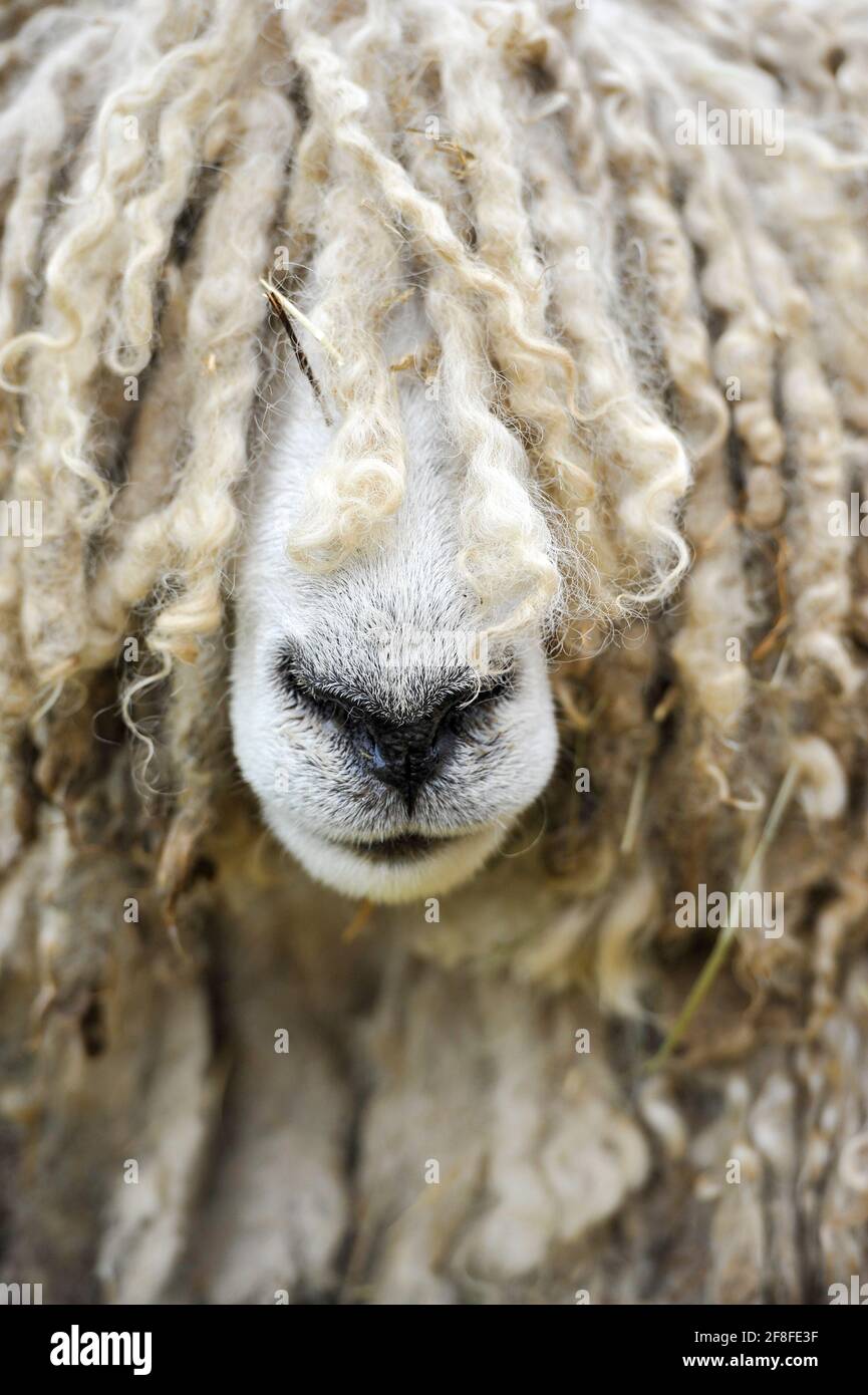 long wool