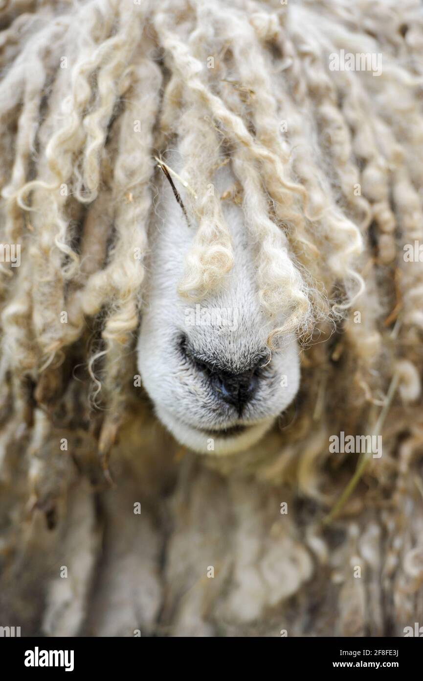 Faccia strana di una pecora Lincoln Longwool al Great Yorkshire Show, Harrogate, UK. Foto Stock