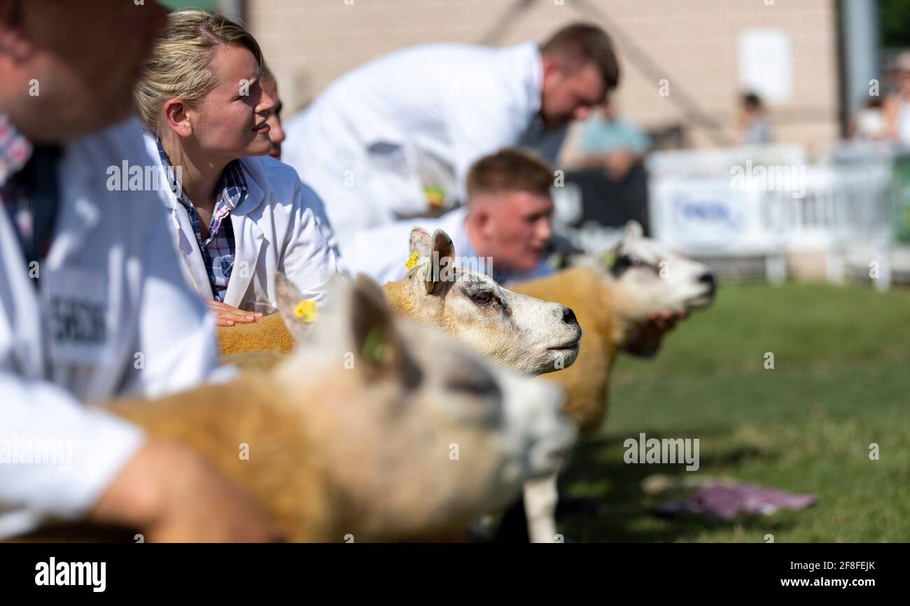 Mostra Beltex Sheep al Royal Welsh Show di Builth Wells, 2019. Foto Stock