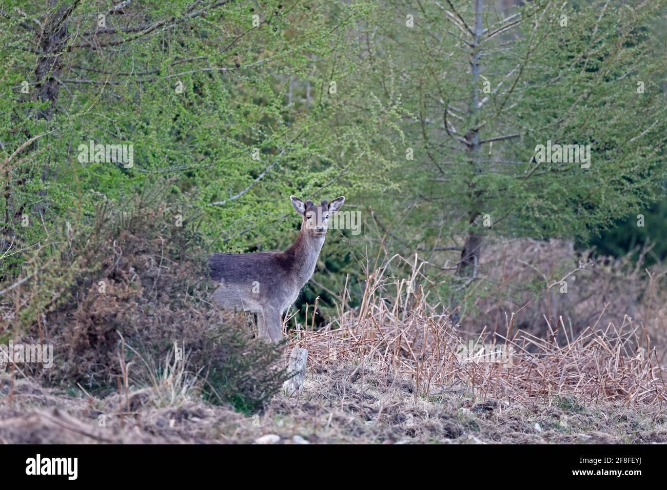 Maschio allow Deer in primavera con nuovo antler dossi Foresta Di Dean UK Foto Stock