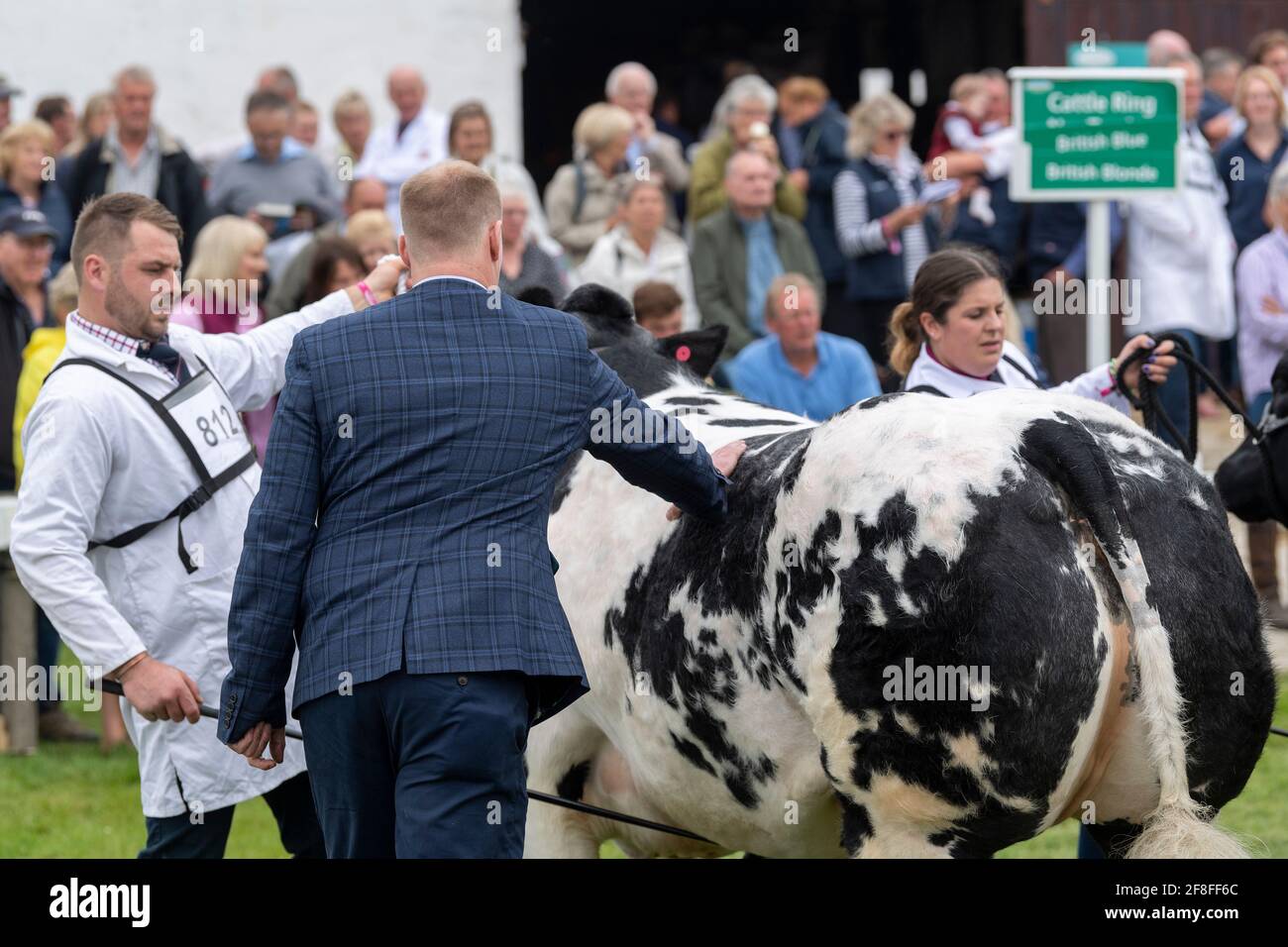 Giudicare i bovini blu britannici al Great Yorkshire Show, 2019. Harrogate, Regno Unito. Foto Stock