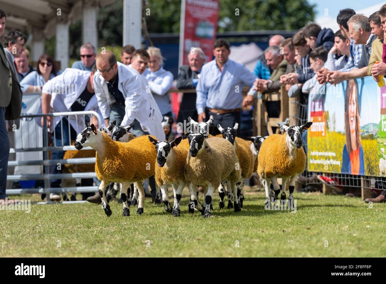 Muli scozzesi giudicati alla Royal Highland Show nel 2019. Edimburgo, Regno Unito. Foto Stock