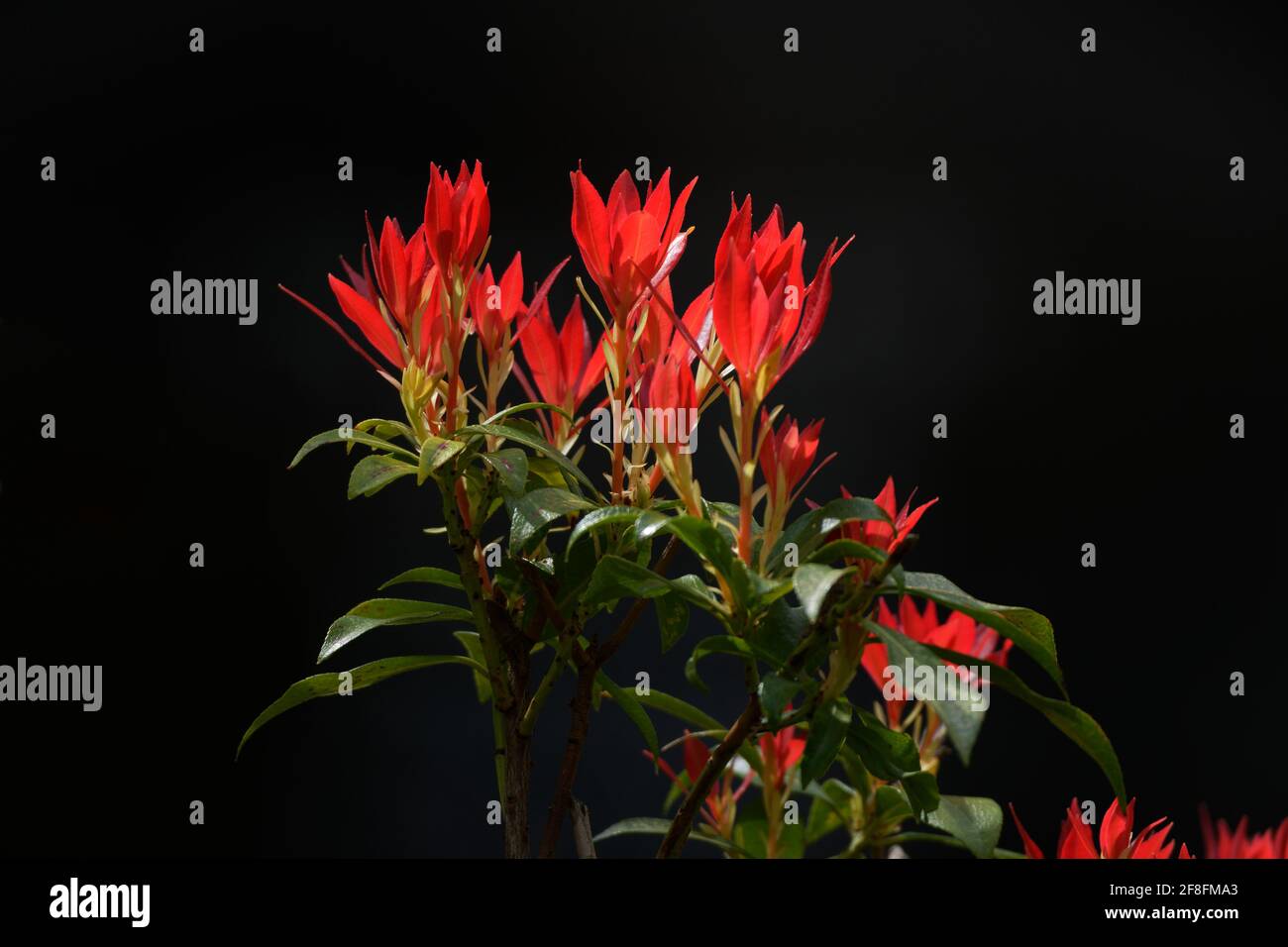 Foglie rosse di Pieris japonica in retroilluminazione su sfondo scuro Foto Stock