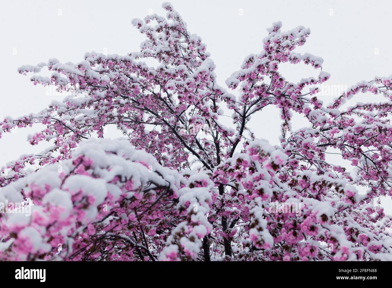 Albero in fiore di ciliegio rosa coperto di neve pesante inaspettata Aprile Foto Stock