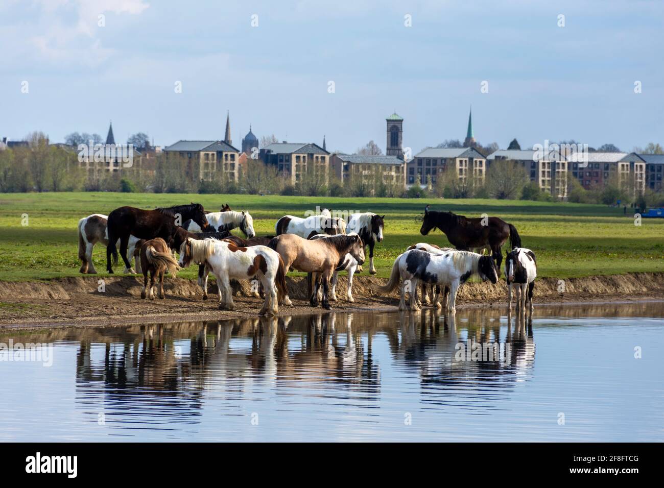 Una mandria di cavalli che beve e pascoli presso il fiume Tamigi, Oxfordshire, Inghilterra Regno Unito. In lontananza si trova Oxford City, sotto il sole primaverile Foto Stock