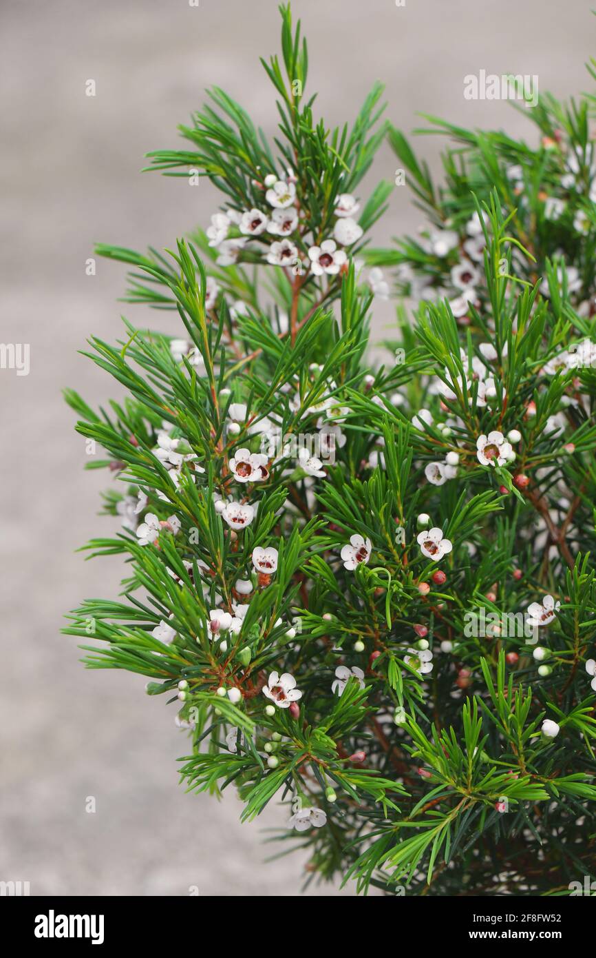 Fiocco di neve di pianta in vaso. Chamelaucium Uncinatum in fiore. Chamelaucium unchinatum o fiore di cera. Foto Stock