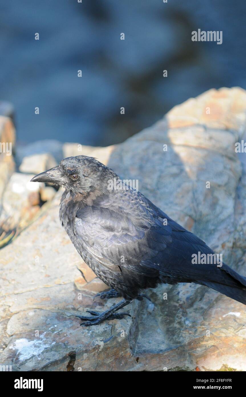 Specie di uccelli: American Crow Foto Stock