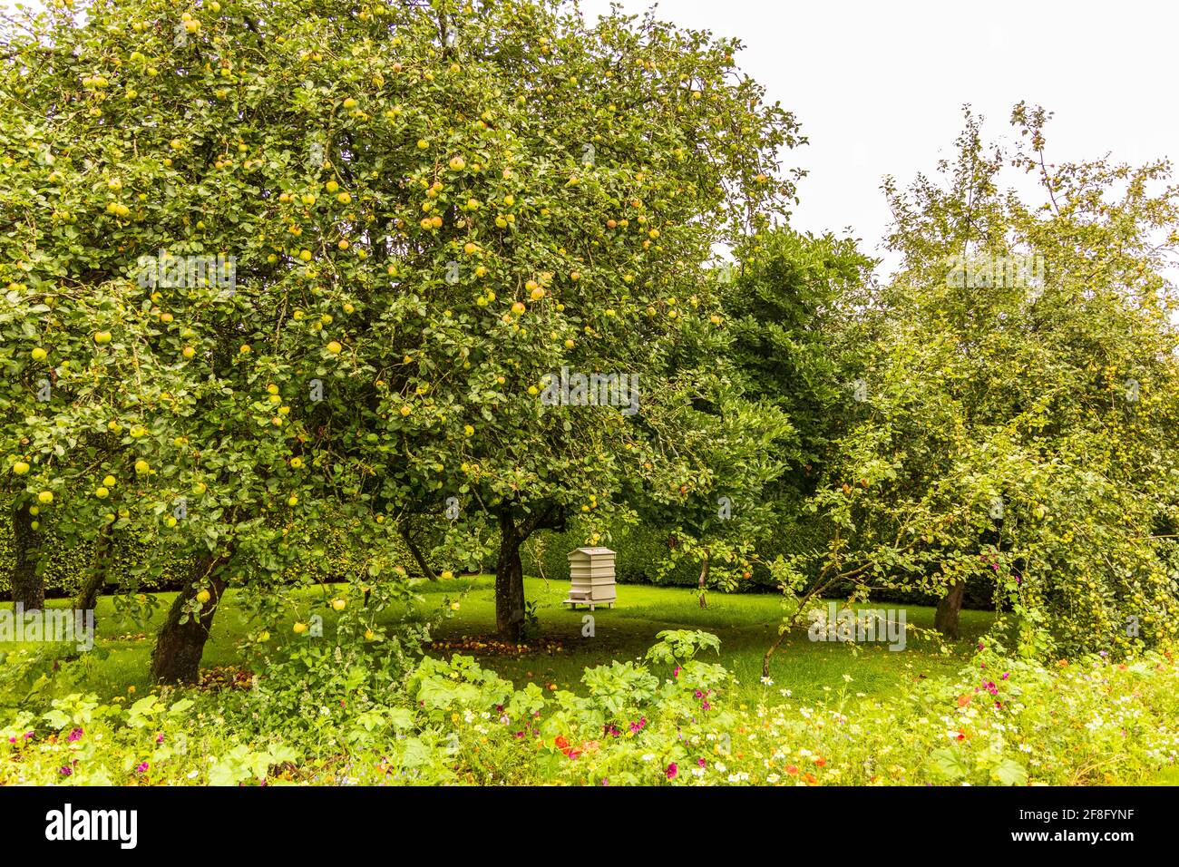 Un frutteto con vecchi alberi di mela carichi di frutta e un alveare. Foto Stock