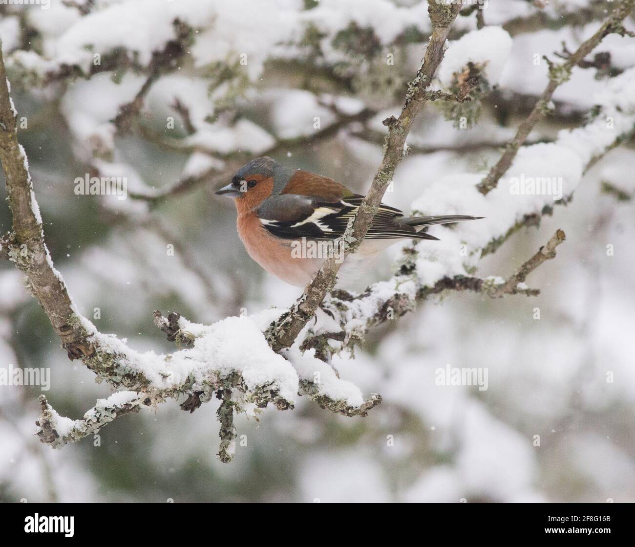 COMUNE CHAFFINCH Fringilla coelebs sul ramo primavera con la neve Foto Stock