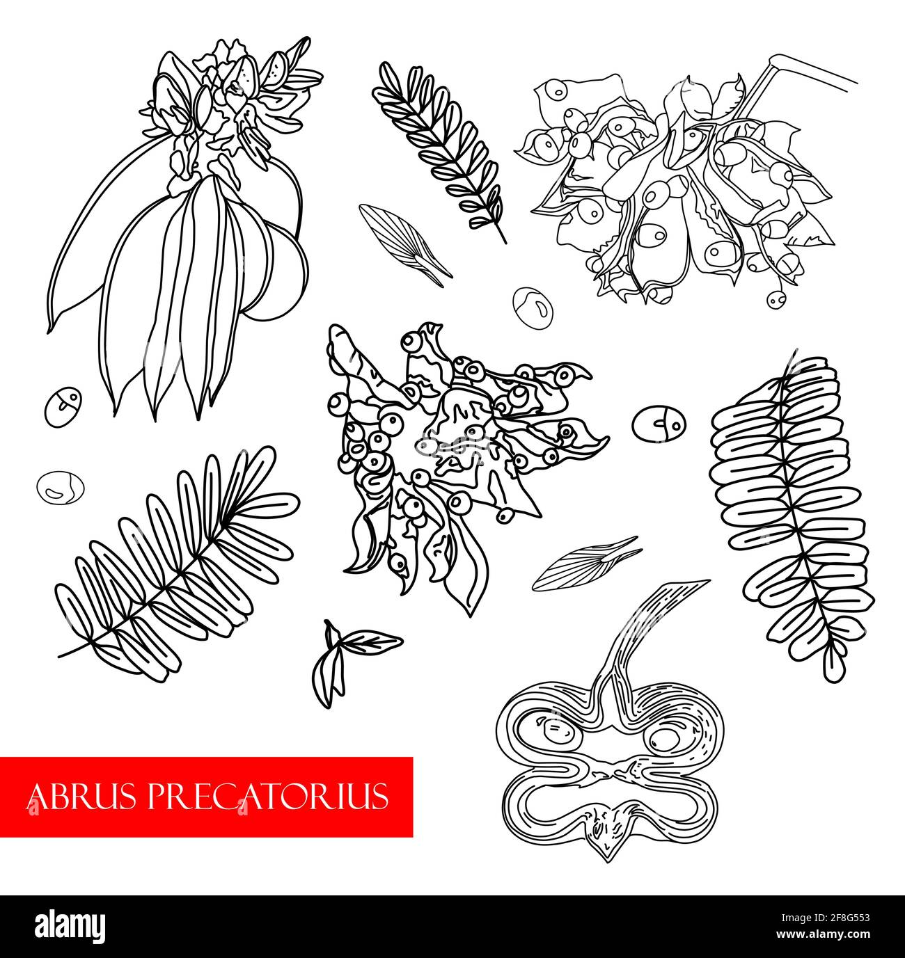 Impianto di trattamento. Ethnoscience Vector illustrationMedicina alternativa Illustrazione Vettoriale