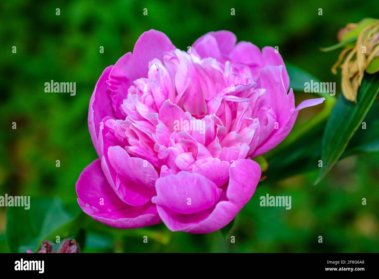 Primo piano di un vivace fiore di peonia rosa (Paeonia) in piena fioritura con fogliame verde sullo sfondo Foto Stock