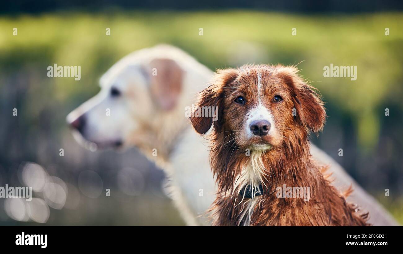 Ritratto di due cani nella natura estiva. Striscione con Nova Scotia Duck Tolling Retriever in posa contro Labrador. Foto Stock