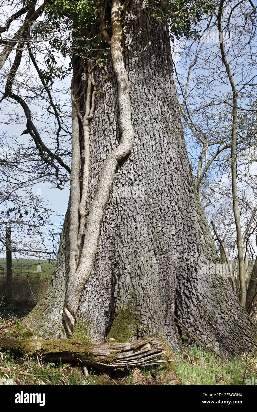 Steli di Ivy spesso che crescono su un vecchio albero di quercia, Teesdale, contea di Durham, Regno Unito Foto Stock