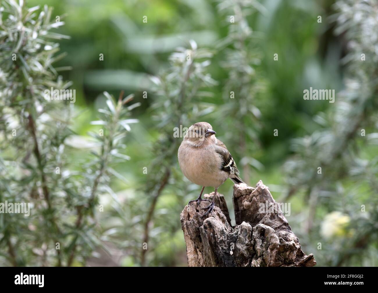 Chaffinch femmina (Fringilla Coalebs) in un ambiente giardino, Regno Unito Foto Stock Chaffinch femmina (Fringilla Coalebs) in un ambiente giardino, Regno Unito Foto Stock