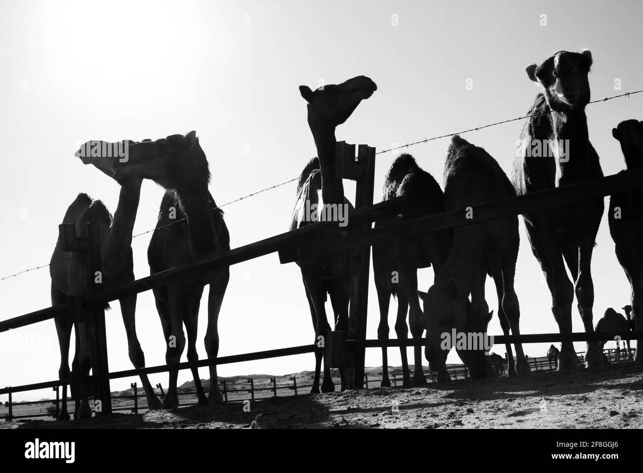 cammelli che si nutrano nel deserto saudita Foto Stock