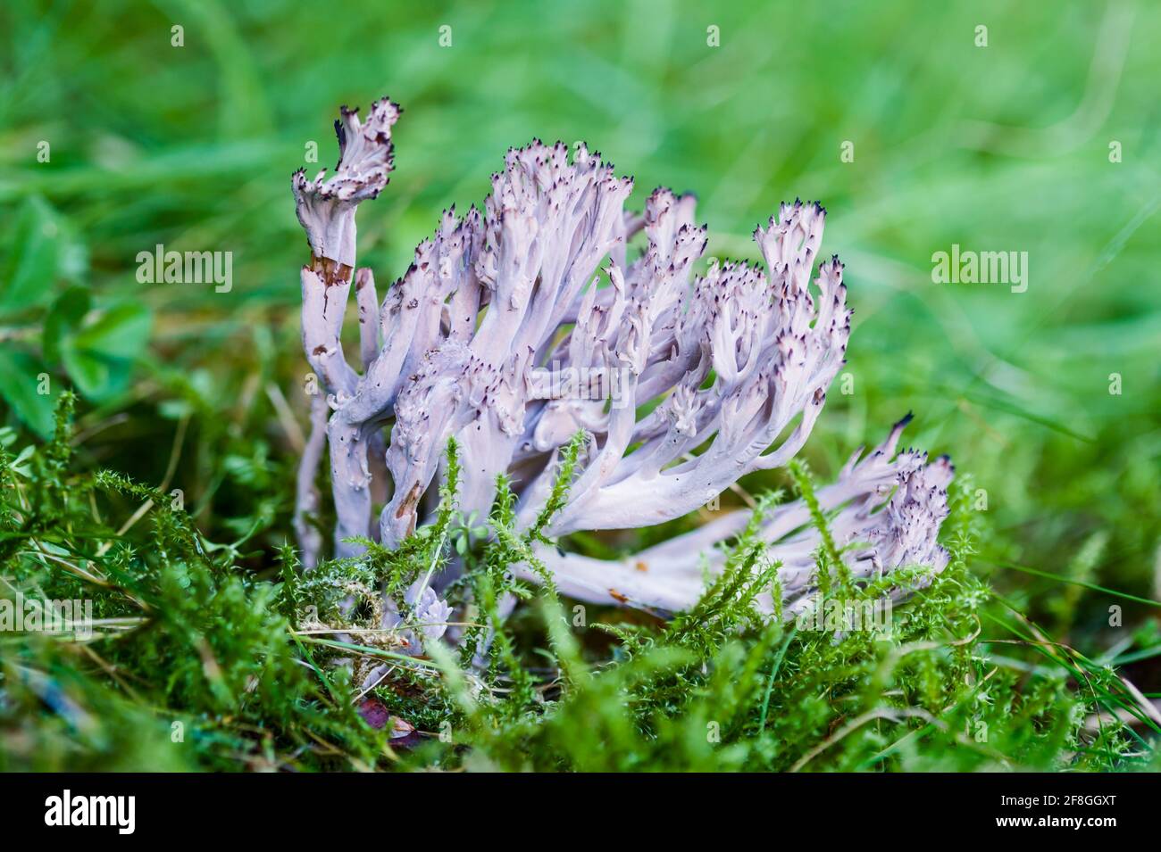 Fungo corallo grigio Clavulina cinerea che cresce in un bosco sotto Betulla nelle Highlands della Scozia Foto Stock
