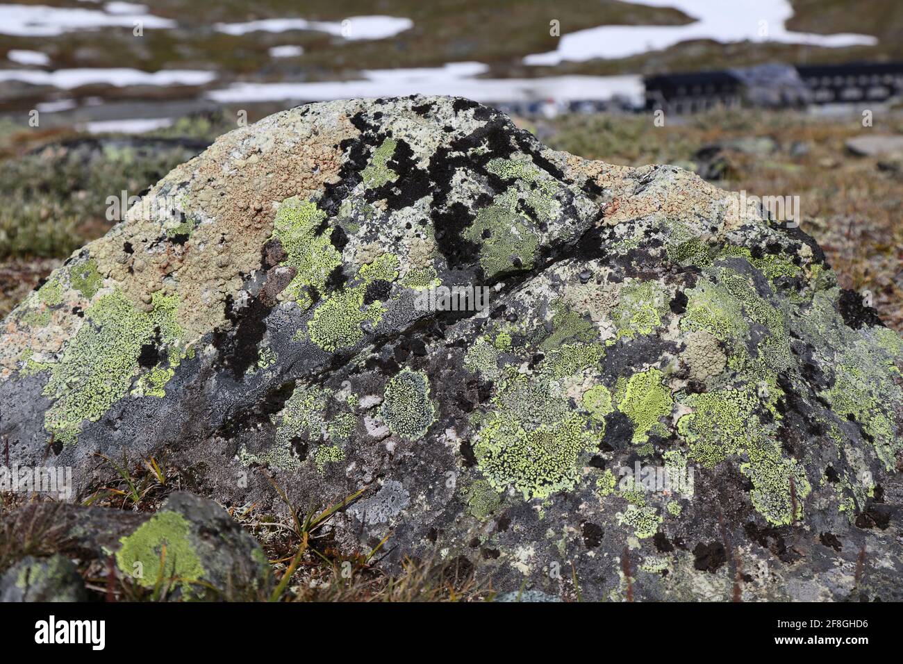 Mappa lichene (Rhizocarpon geographicum specie) sfondo. Licheni che crescono su roccia gabbro nelle montagne di Jotunheimen. Foto Stock