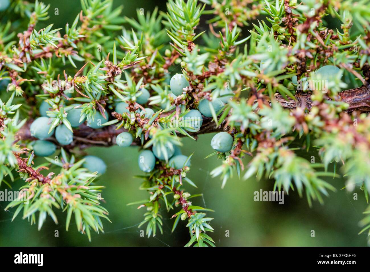 Comune Juniperus communis subsp. Communis che cresce nelle Highlands della Scozia Foto Stock