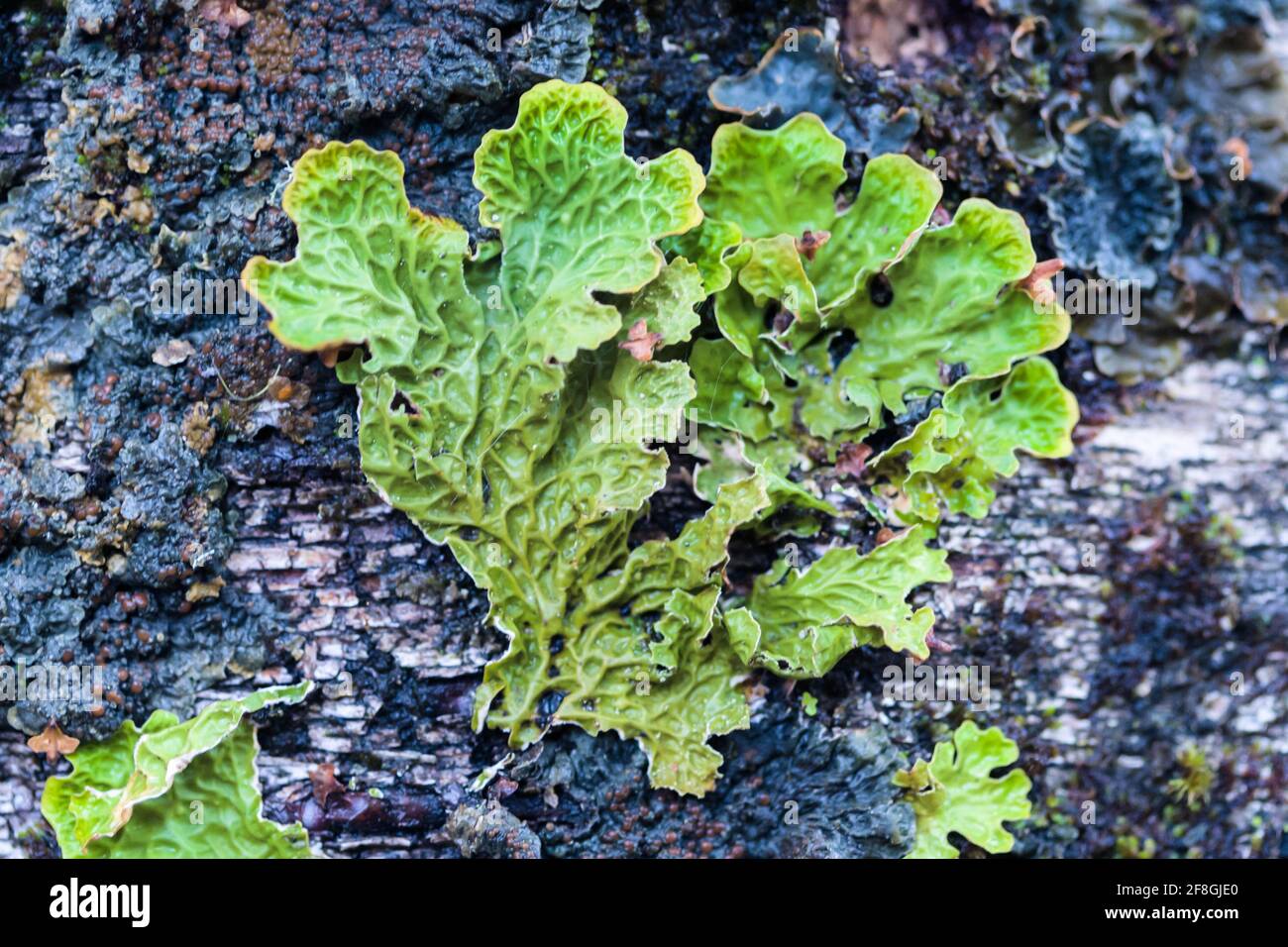 Lobaria pulmonaria o Lungwort che cresce su un albero di betulla in Le Highlands della Scozia Foto Stock