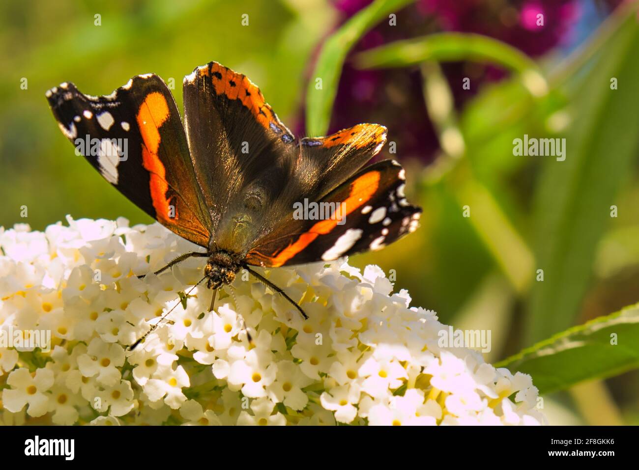 L'Ammiraglio, come una falena si trova in tutti gli habitat aperti, ma anche in aree forestali sparse. I punti focali sono aree di insediamento, frutteti, fiori. Foto Stock