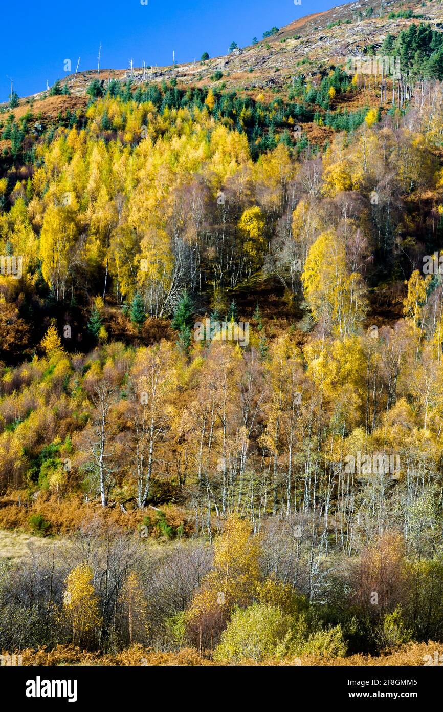 Colore autunnale negli alberi sopra il fiume MEIG in Strathconon nelle Highlands della Scozia Foto Stock