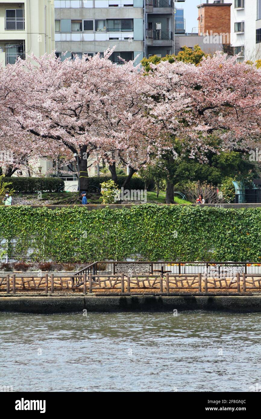 TOKYO, JAPAN - APRIL 13, 2012: Visitors enjoy cherry blossom (sakura) in Sumida Park, Tokyo. Hanami (flower viewing) is a Japanese tradition dating ba Foto Stock