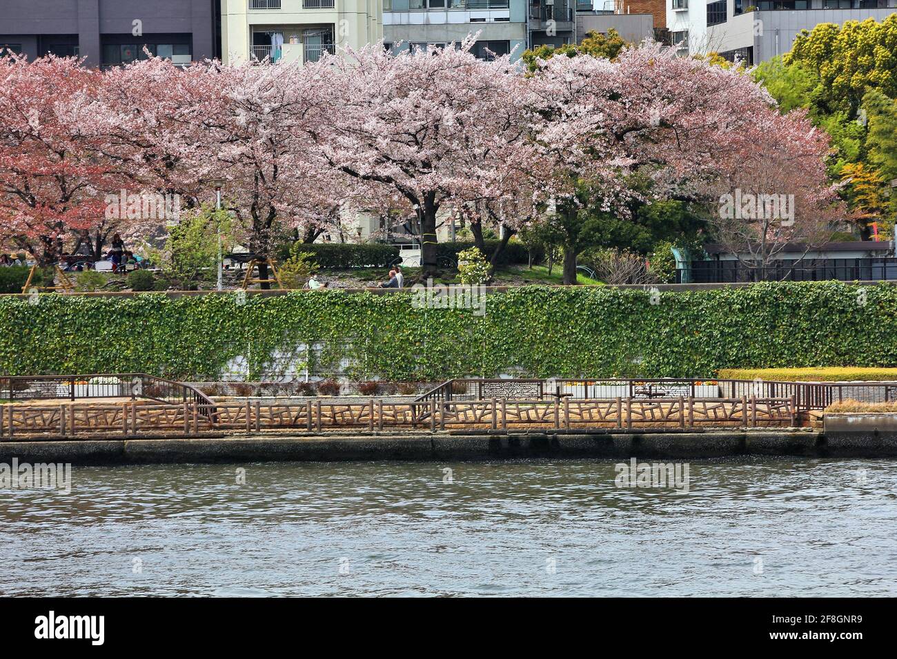 Stagione dei fiori di ciliegio in Giappone. Fioritura dei ciliegi nel Parco Sumida di Tokyo, Giappone. Fiume Sumida. Foto Stock