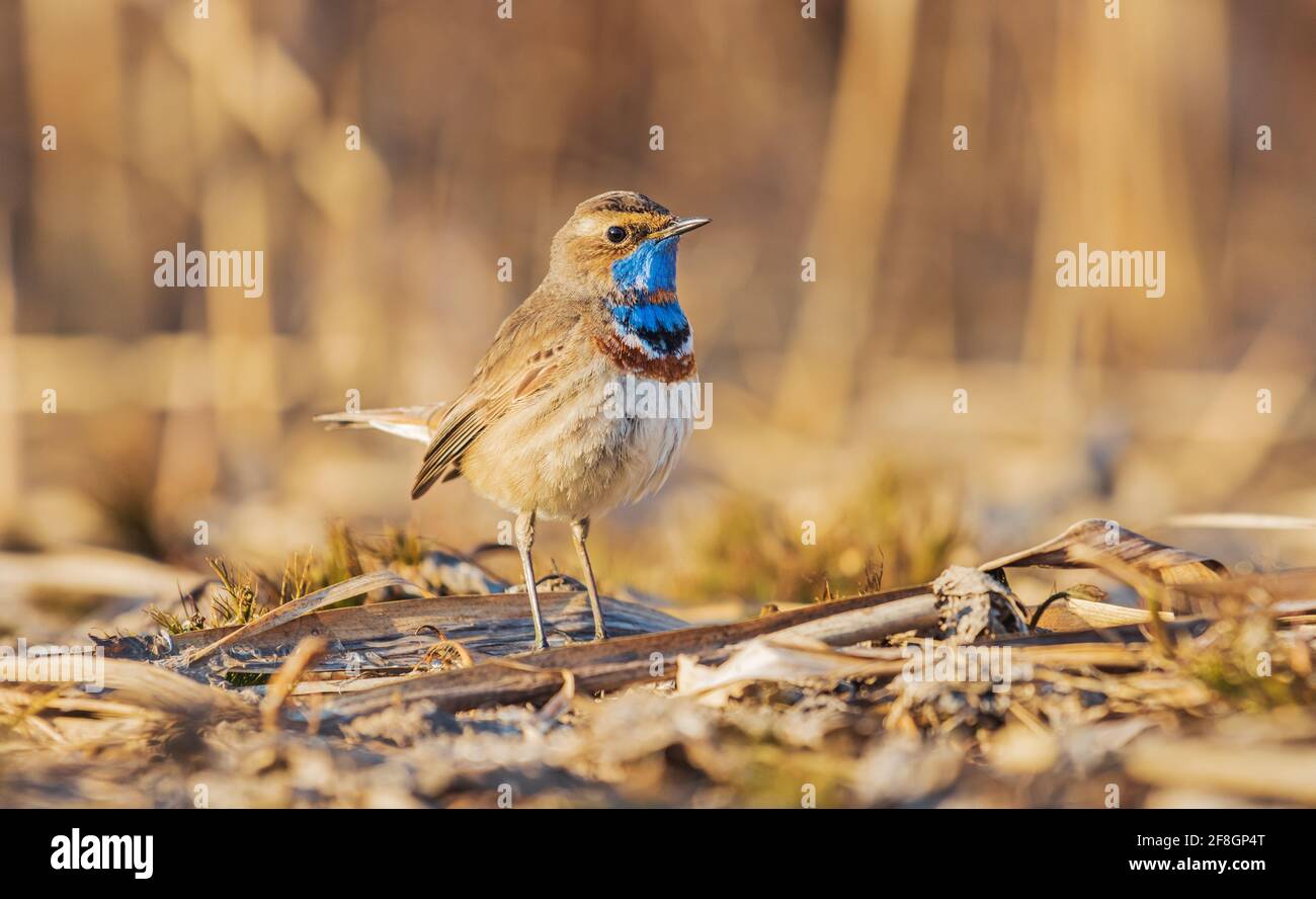 blugola si alza a livello tra le piante cadute Foto Stock