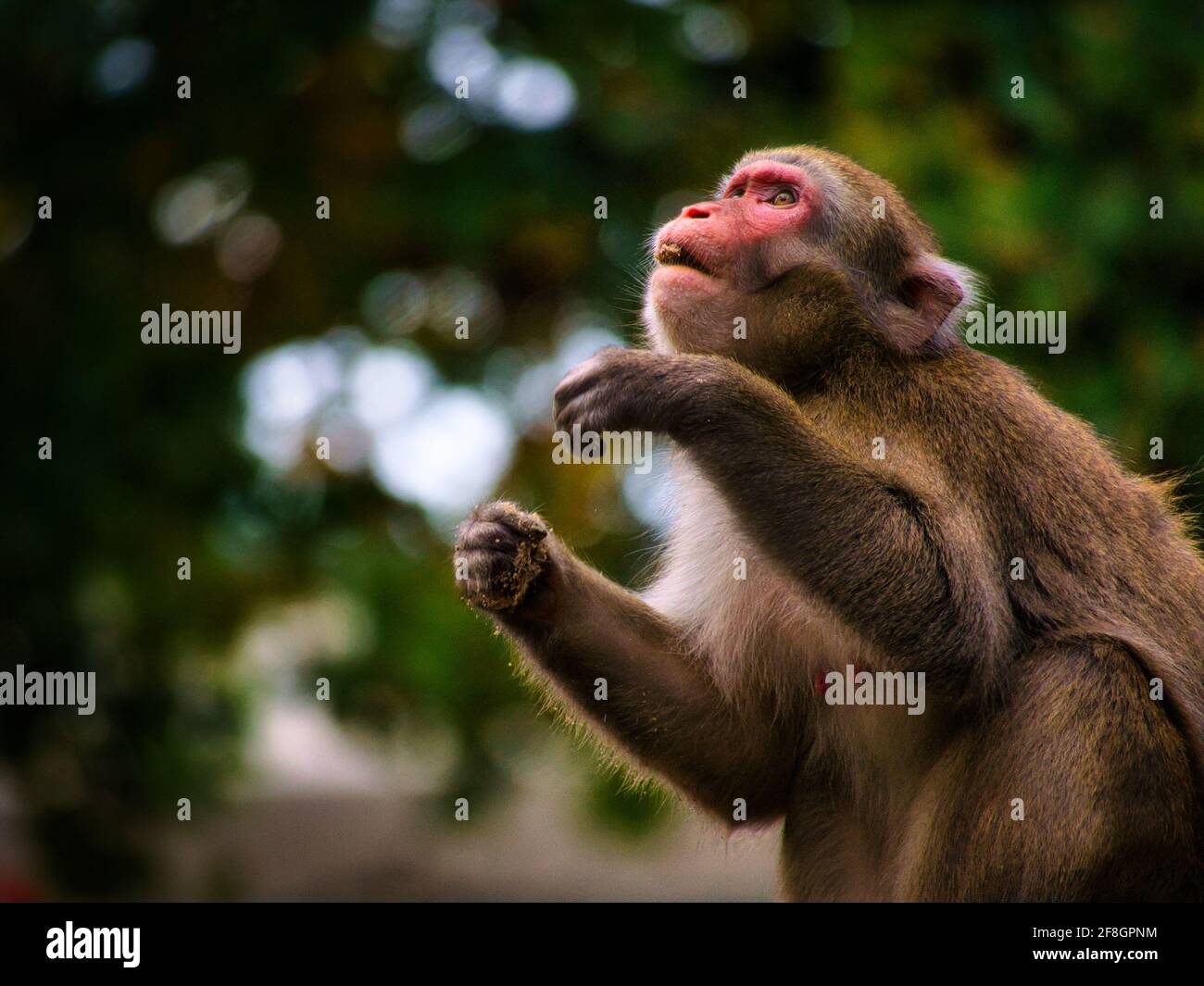 Profilo Baboon dallo zoo di Berlino Foto Stock
