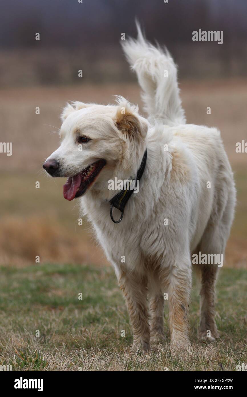 Cane bianco con linguetta sulla parte superiore Foto Stock
