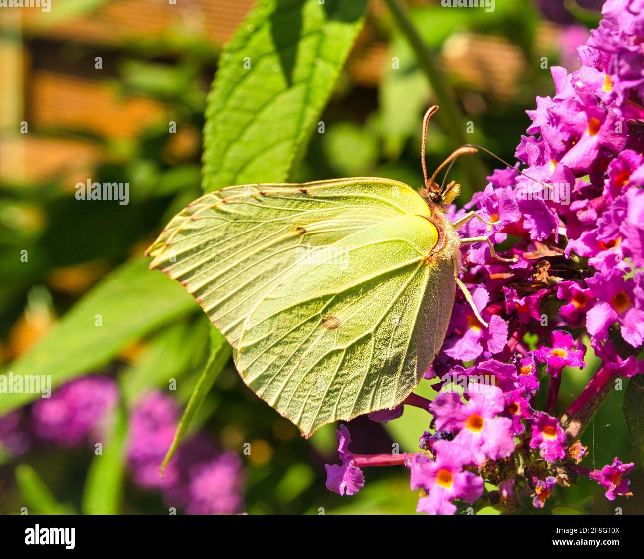 Nella farfalla del limone, i maschi sono di colore giallo brillante, con una macchia arancione incospicua su ogni ala. Le femmine sono biancastre-verdi. Foto Stock