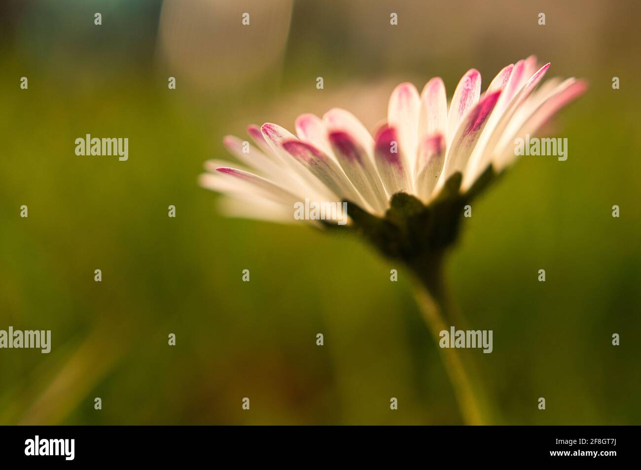 Daisies con bokeh sognante sul prato. Foto Stock