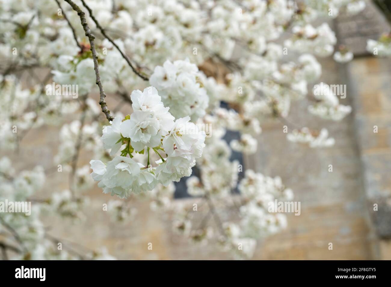Prunus shirotae. Ciliegio in fiore nel cortile di St Faith nel villaggio di cotswold di Overbury in primavera. Cotswolds, Worcestershire, Inghilterra Foto Stock