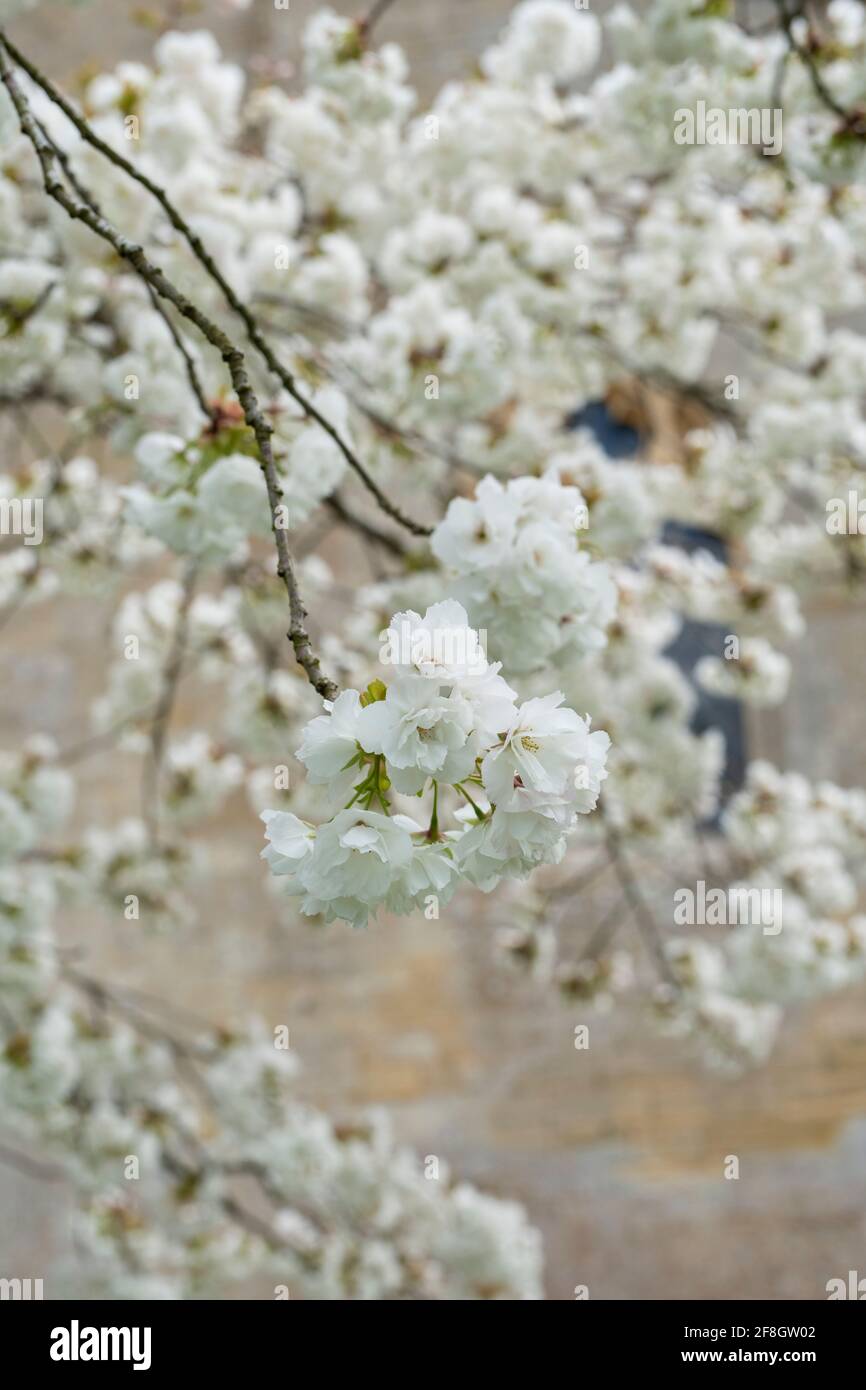 Prunus shirotae. Ciliegio in fiore nel cortile di St Faith nel villaggio di cotswold di Overbury in primavera. Cotswolds, Worcestershire, Inghilterra Foto Stock
