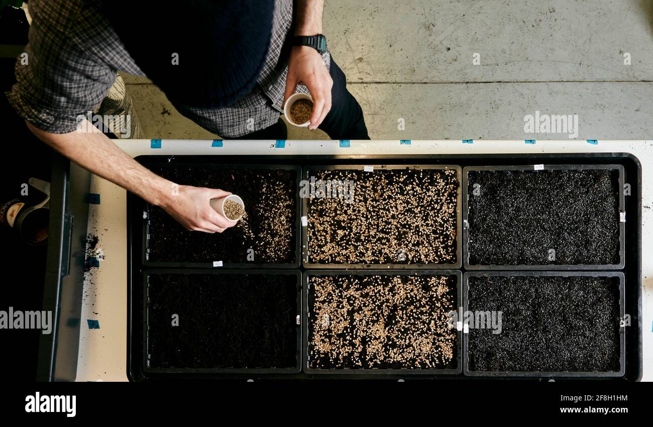 Persona semina semi in vassoi di semi poco profondi, vista dall'alto Foto Stock