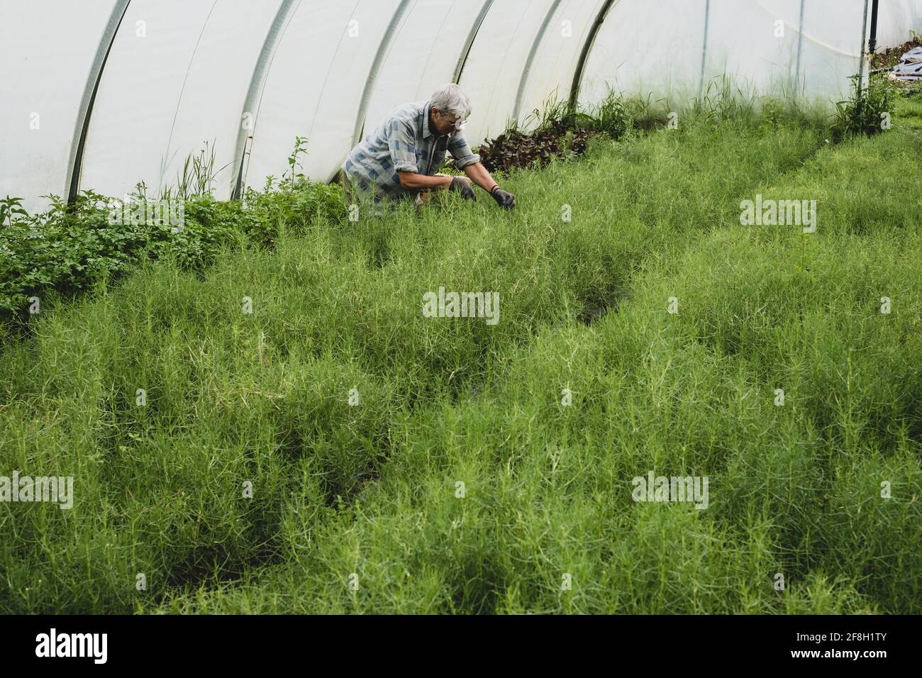 Donna inginocchiata in un tunnel di poly, raccogliendo erbe fresche. Foto Stock