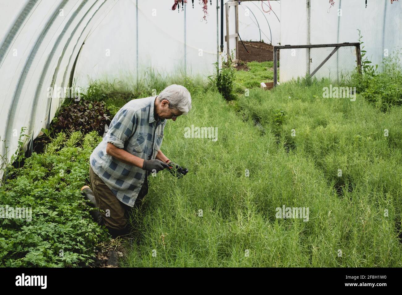Donna inginocchiata in un tunnel di poly, raccogliendo erbe fresche. Foto Stock
