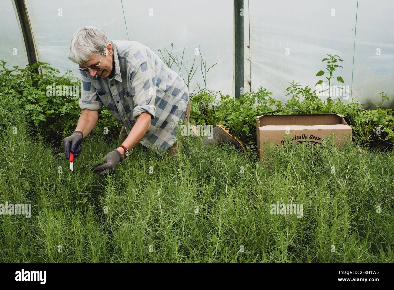 Donna inginocchiata in un tunnel di poly, raccogliendo erbe fresche. Foto Stock