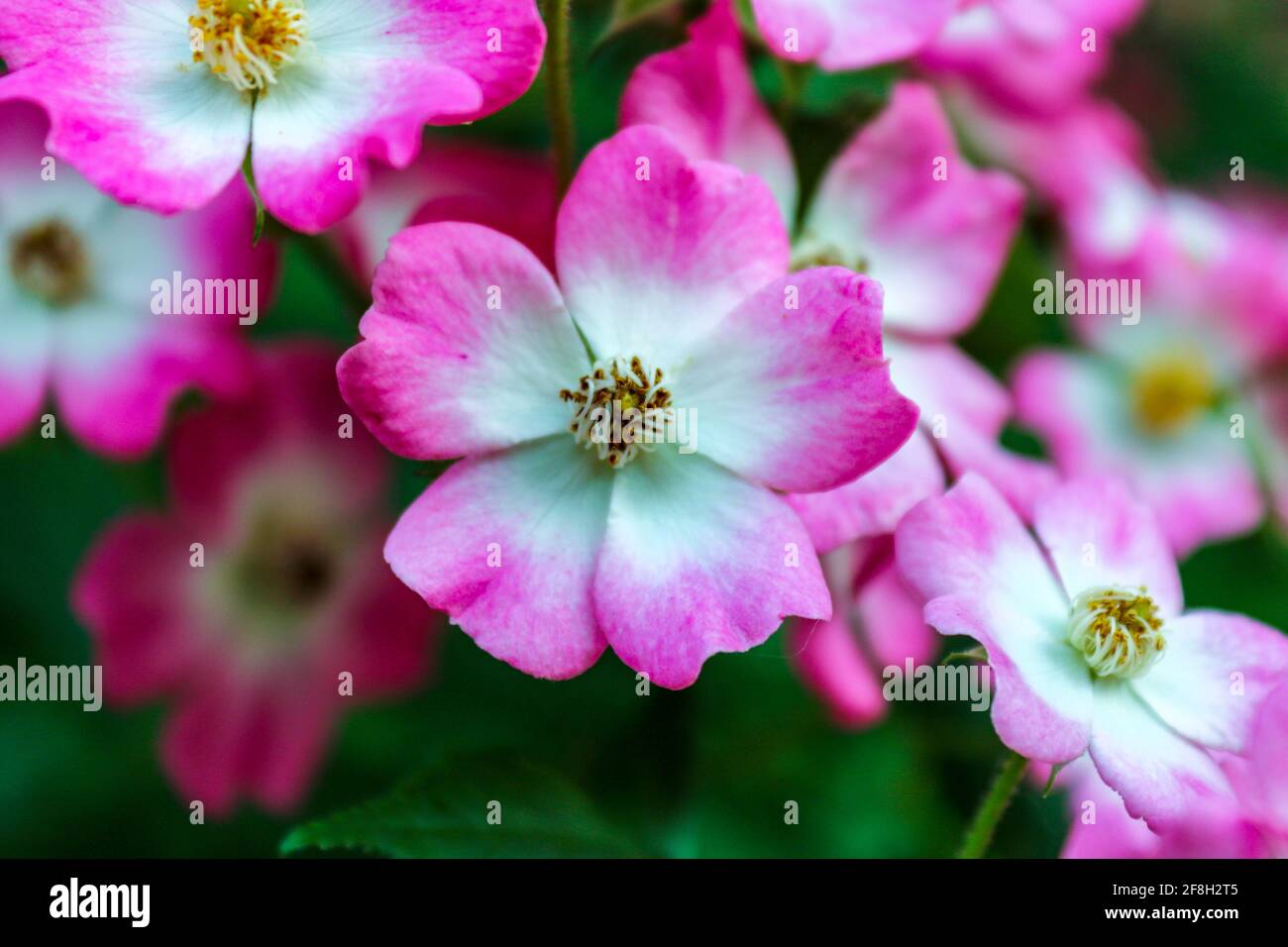 Rosa fioritura Rosa rupiginosa , primo piano e fuoco selettivo. Romantico sfondo floreale Foto Stock