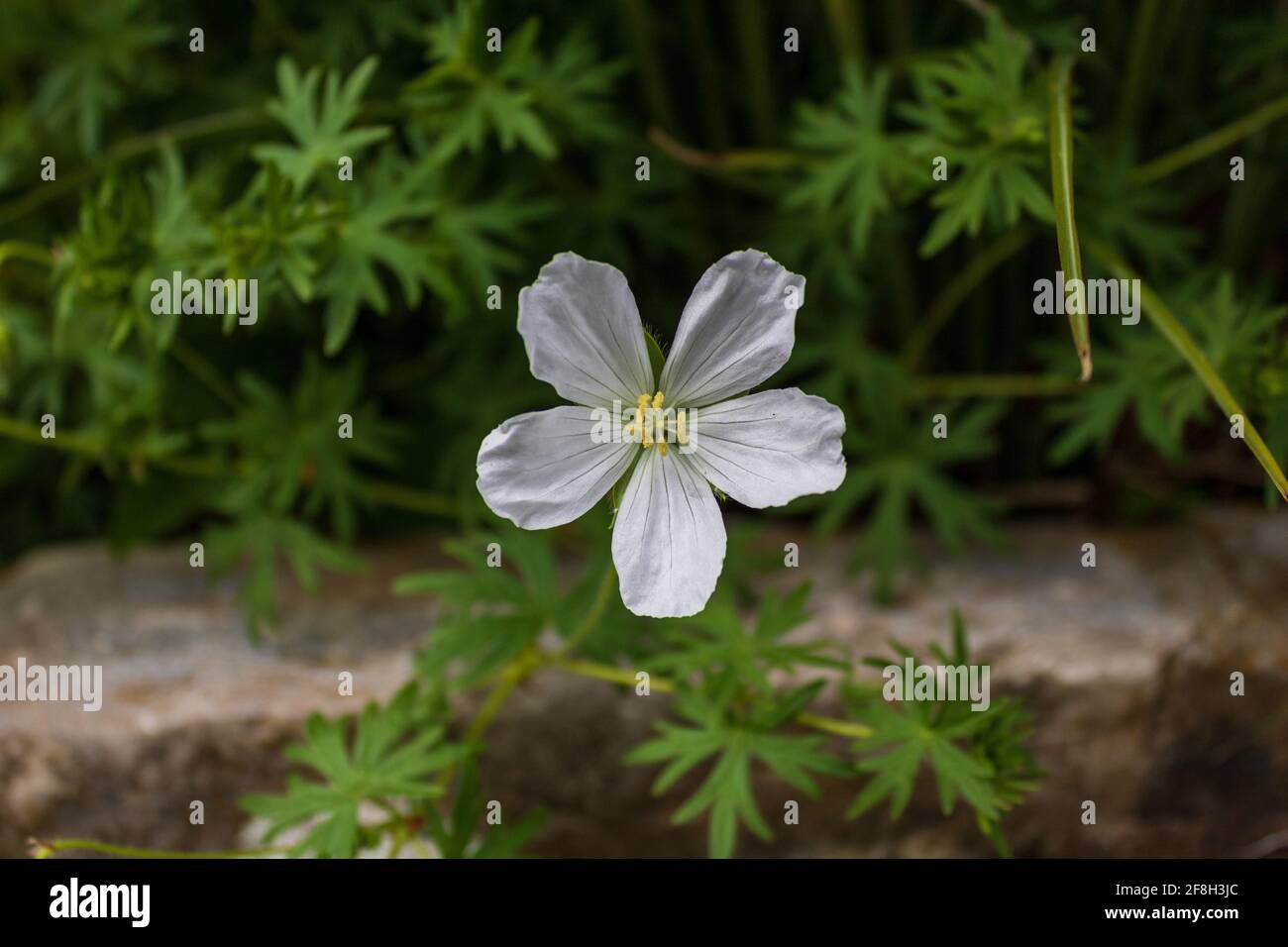 Fiore bianco singolo Cranesbill (Geranium ), primo piano con foglie verdi sullo sfondo Foto Stock