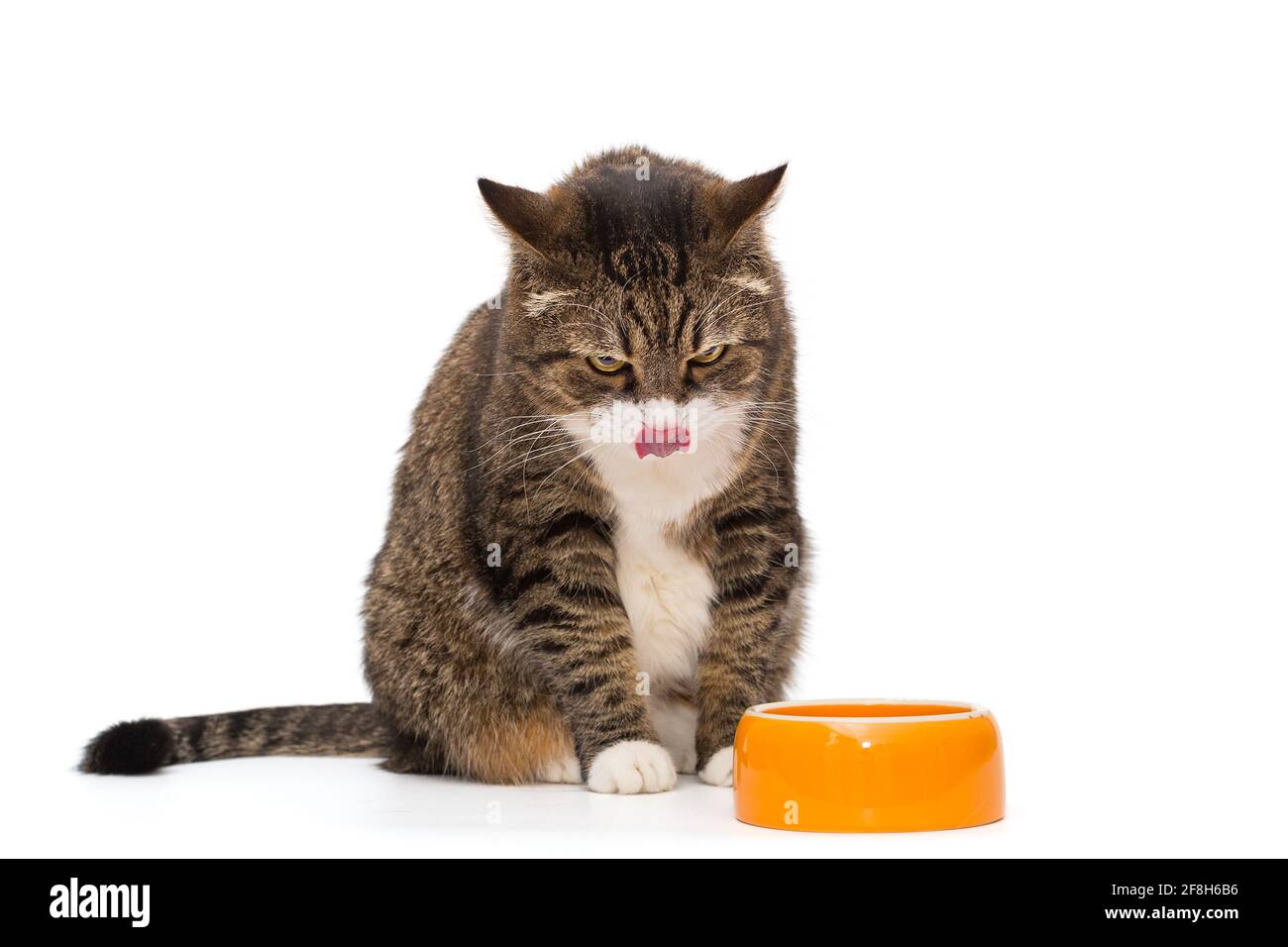 Gatto grigio affamato e ciotola, isolato su sfondo bianco Foto Stock