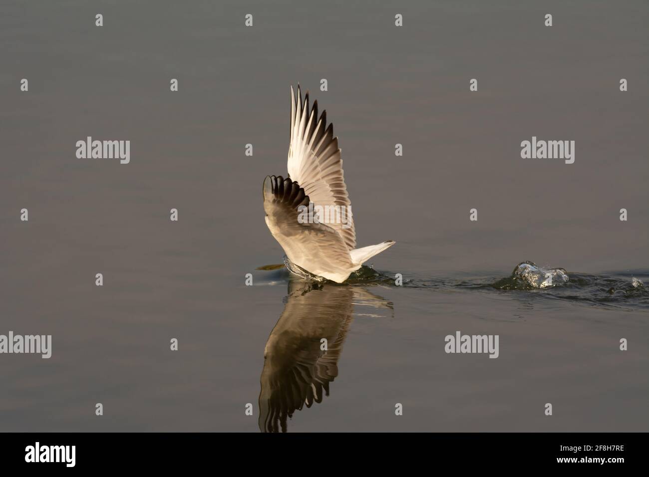 Un gabbiano dal taglio snello (Chromicocephalus genei), con la testa sommersa in pesci di caccia d'acqua nelle acque poco profonde del Ras al Khor Wildlife Sanctu Foto Stock