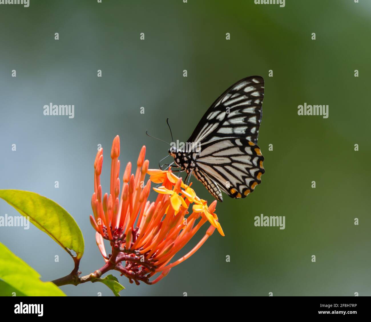 Un bel MIME comune (Papilio clytia), che si nutre di nettare dai fiori a grappolo di stelle nel giardino di Mangalore a Karnataka, India. Foto Stock