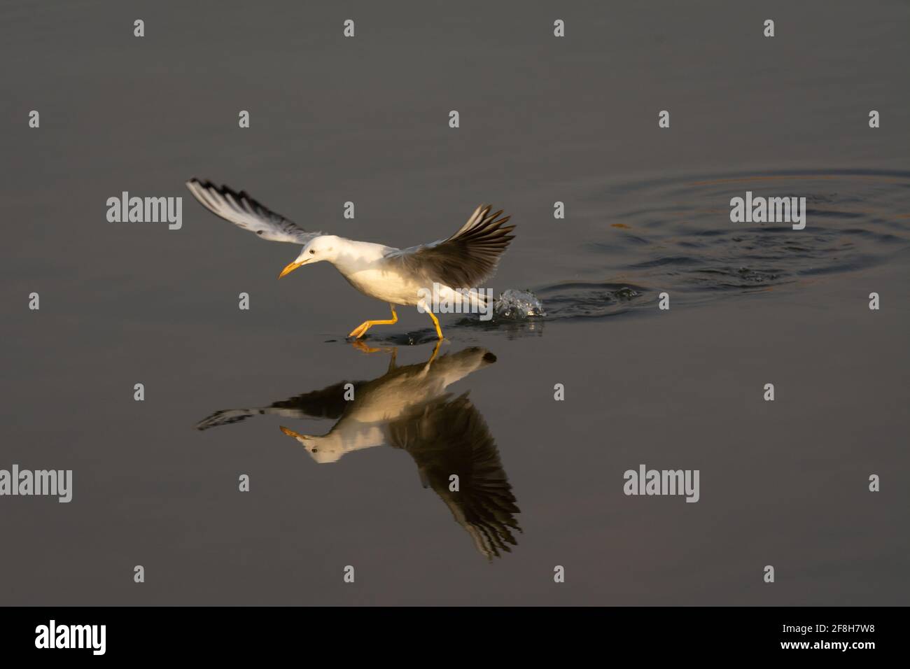 Un gabbiano dal taglio snello (Chromicocephalus genei), che corre in acqua mentre caccia pesci nelle acque poco profonde del santuario della fauna selvatica di Ras al Khor a Duba Foto Stock